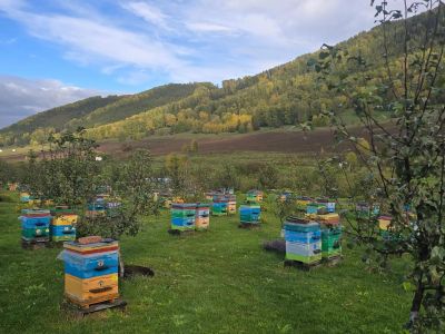 Пасека и зоопарк алтайских животных