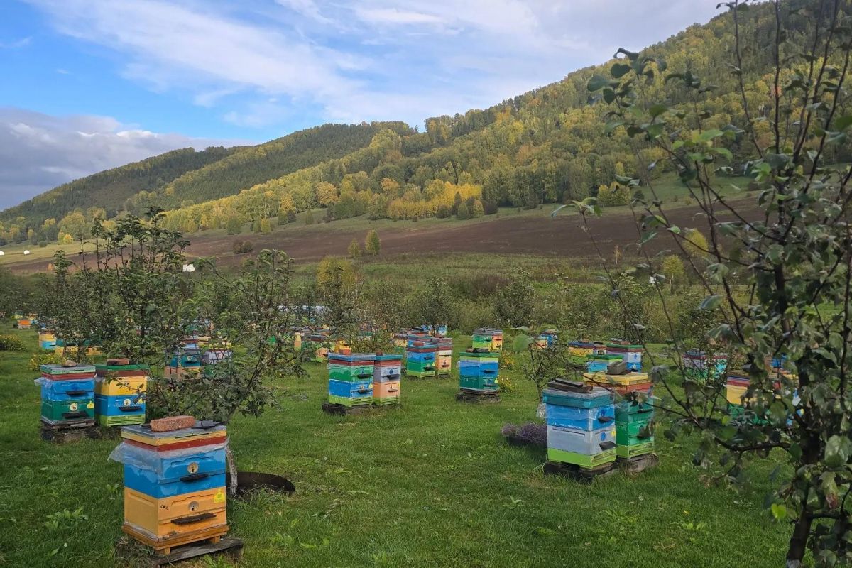 Пасека и зоопарк алтайских животных