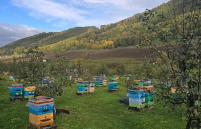 Пасека и зоопарк алтайских животных